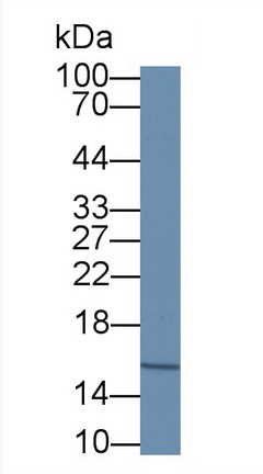 Monoclonal Antibody to Hemoglobin Alpha 1 (HBa1)