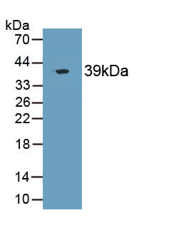 Monoclonal Antibody to Syntenin 2 (ST2)