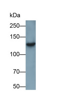 Monoclonal Antibody to Sucrase Isomaltase (SI)