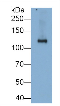 Monoclonal Antibody to Sucrase Isomaltase (SI)