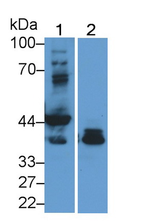 Monoclonal Antibody to Troponin T Type 2, Cardiac (TNNT2)