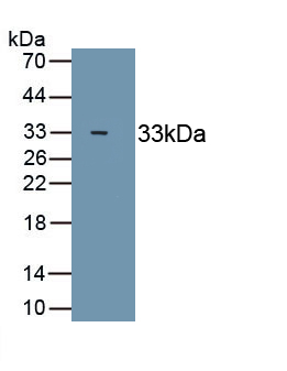 Monoclonal Antibody to Myosin Heavy Chain 4, Skeletal Muscle (MYH4)