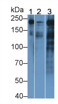 Monoclonal Antibody to Myosin Heavy Chain 4, Skeletal Muscle (MYH4)