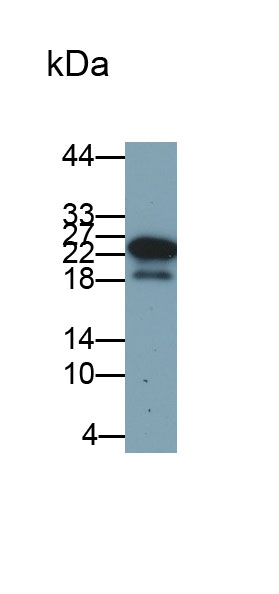 Monoclonal Antibody to Acidic Salivary Proline Rich Phosphoprotein 2 (PRH2)