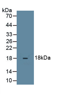 Monoclonal Antibody to Relaxin 3 (RLN3)