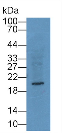 Monoclonal Antibody to Relaxin 3 (RLN3)