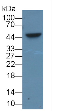 Monoclonal Antibody to Tryptophan-2,3-dioxygenase (TDO)