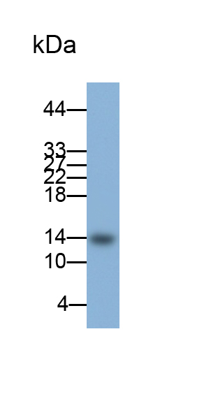 Monoclonal Antibody to Regenerating Islet Derived Protein 3 Gamma (REG3g)