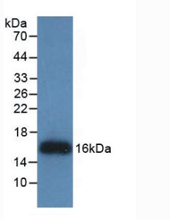 Monoclonal Antibody to Regenerating Islet Derived Protein 3 Gamma (REG3g)