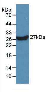 Monoclonal Antibody to Karyopherin Alpha 2 (KPNa2)