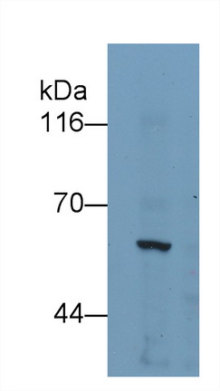 Monoclonal Antibody to Karyopherin Alpha 2 (KPNa2)