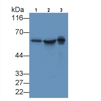 Monoclonal Antibody to Karyopherin Alpha 2 (KPNa2)