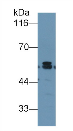 Monoclonal Antibody to Karyopherin Alpha 2 (KPNa2)