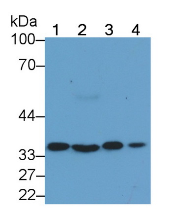 MAE784Hu23.jpg