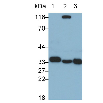 MAE784Hu27.jpg