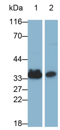 MAE784Hu29.jpg