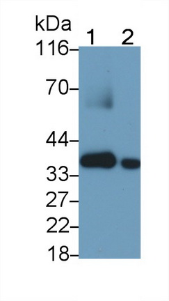 MAE786Hu24.jpg