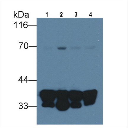 Monoclonal Antibody to Annexin A1 (ANXA1)