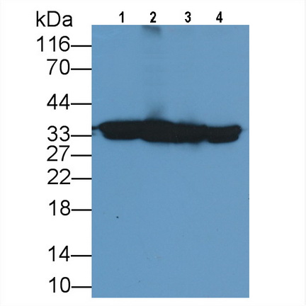 Monoclonal Antibody to Annexin A1 (ANXA1)