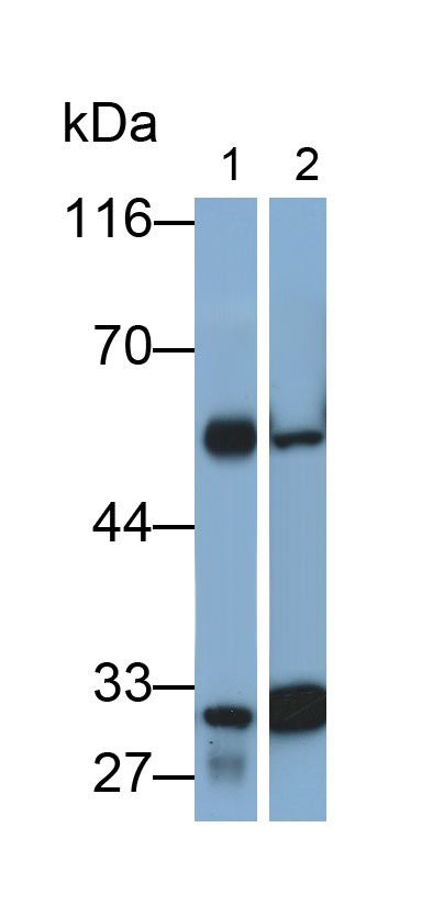 Monoclonal Antibody to Annexin A1 (ANXA1)