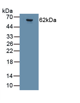 Monoclonal Antibody to Glutamate Receptor, Ionotropic, AMPA 2 (GRIA2)