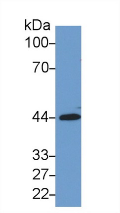 Monoclonal Antibody to Sirtuin 3 (SIRT3)