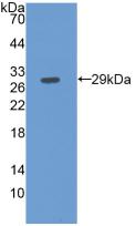 Monoclonal Antibody to Fibulin 3 (FBLN3)