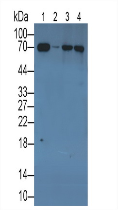 Monoclonal Antibody to Lamin B1 (LMNB1)