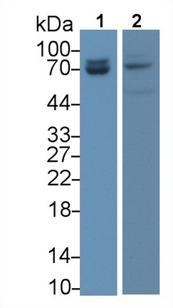 Monoclonal Antibody to Lamin A/C (LMNA)