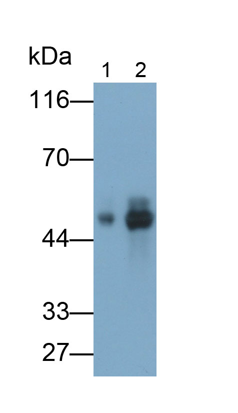 MAF558Hu21.jpg