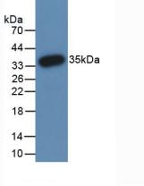 Monoclonal Antibody to Peptidyl Arginine Deiminase Type III (PADI3)