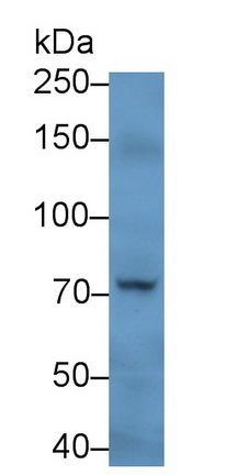 Monoclonal Antibody to Peptidyl Arginine Deiminase Type IV (PADI4)