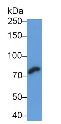 Monoclonal Antibody to Peptidyl Arginine Deiminase Type IV (PADI4)