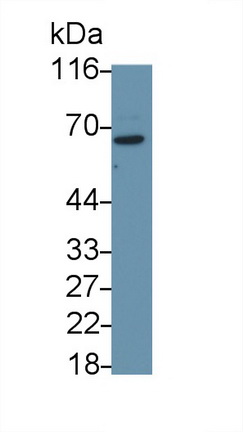 Monoclonal Antibody to Phosphatase And Tensin Homolog (PTEN)