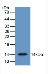 Monoclonal Antibody to Secreted Frizzled Related Protein 4 (SFRP4)