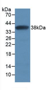 Monoclonal Antibody to Secreted Frizzled Related Protein 1 (SFRP1)