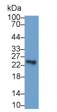 Monoclonal Antibody to Sclerostin Domain Containing Protein 1 (SOSTDC1)