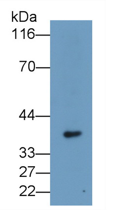 Monoclonal Antibody to Stanniocalcin 2 (STC2)