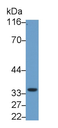 Monoclonal Antibody to Stanniocalcin 2 (STC2)