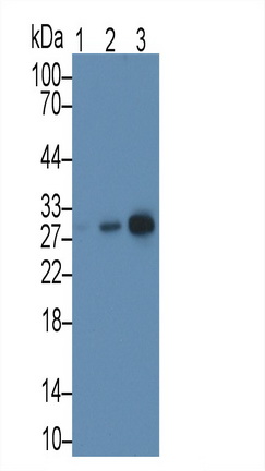 Monoclonal Antibody to Microtubule Associated Protein RP/EB Family, Member 1 (MAPRE1)