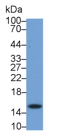 Monoclonal Antibody to Ring Box Protein 1 (RBX1)