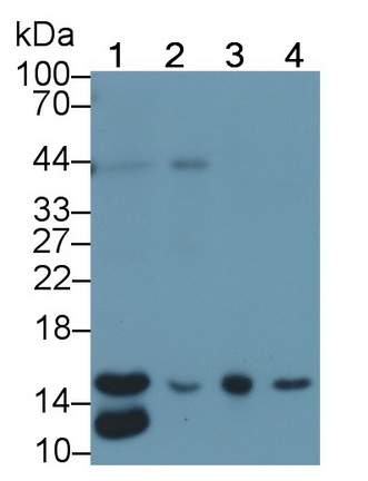 Monoclonal Antibody to Ring Box Protein 1 (RBX1)