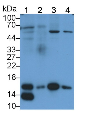 Monoclonal Antibody to Ring Box Protein 1 (RBX1)