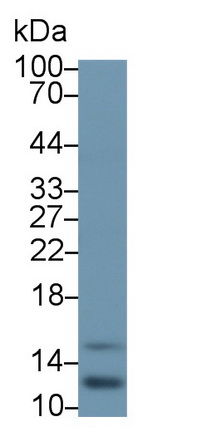 Monoclonal Antibody to Ring Box Protein 1 (RBX1)