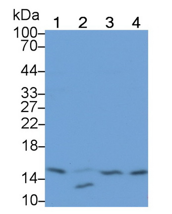 Monoclonal Antibody to Ring Box Protein 1 (RBX1)