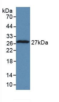 Monoclonal Antibody to Tumor Protein, Translationally Controlled 1 (TPT1)