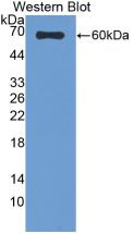 Monoclonal Antibody to Sulfite Oxidase (SUOX)