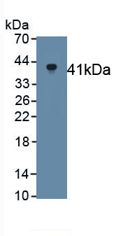 Monoclonal Antibody to Klotho (KL)