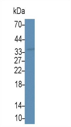 Monoclonal Antibody to Follistatin Like Protein 1 (FSTL1)