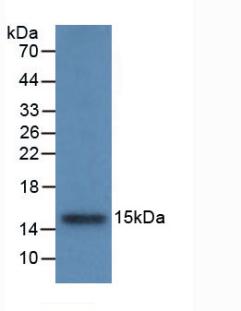 Monoclonal Antibody to Cystatin B (CSTB)